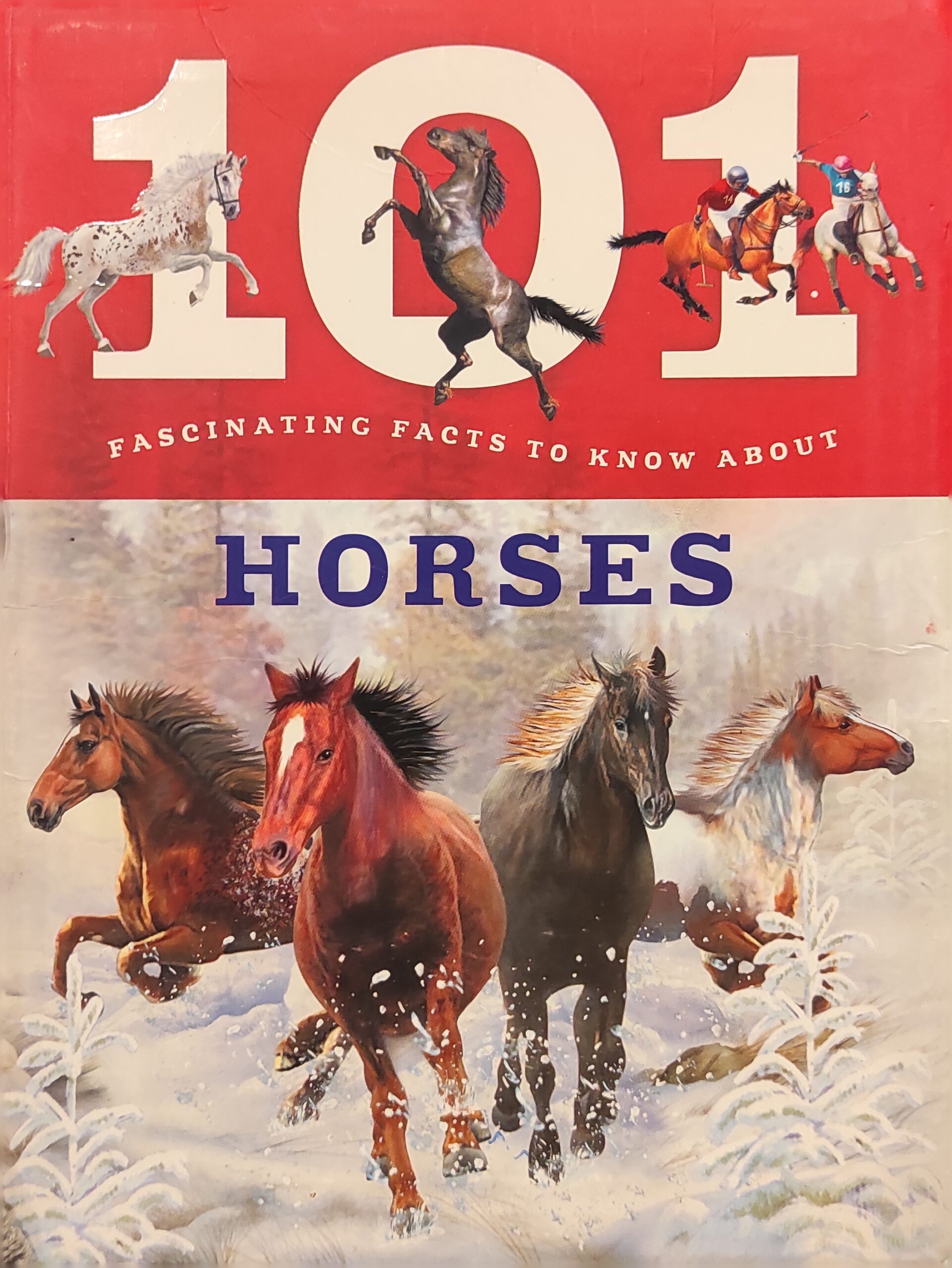 101 Fascinating Facts to know about Horses