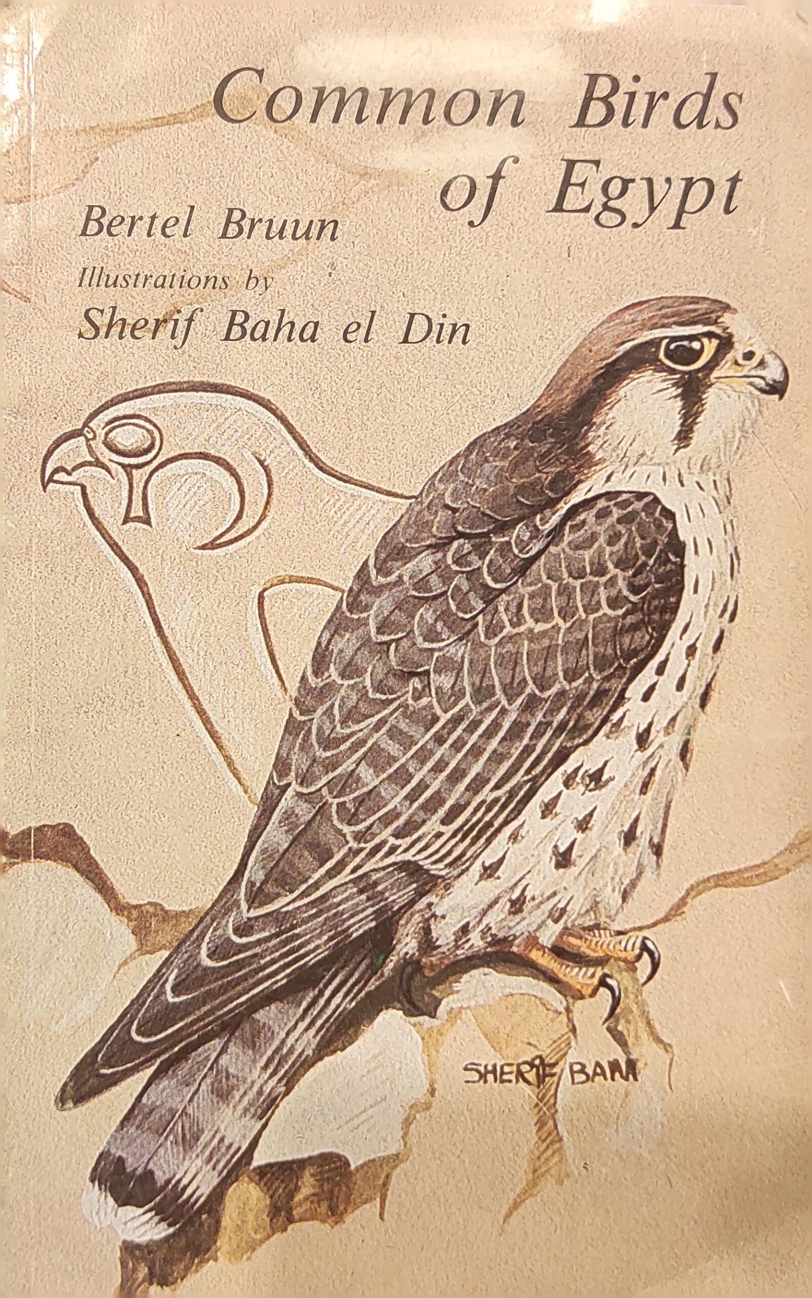 Common Birds of Egypt