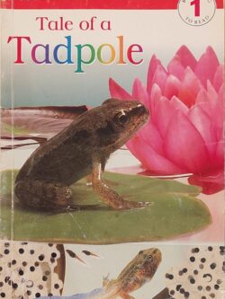 Tale of A Tadpole