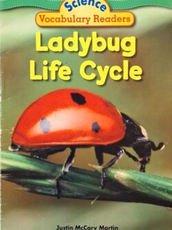 Ladybug Life Cycle